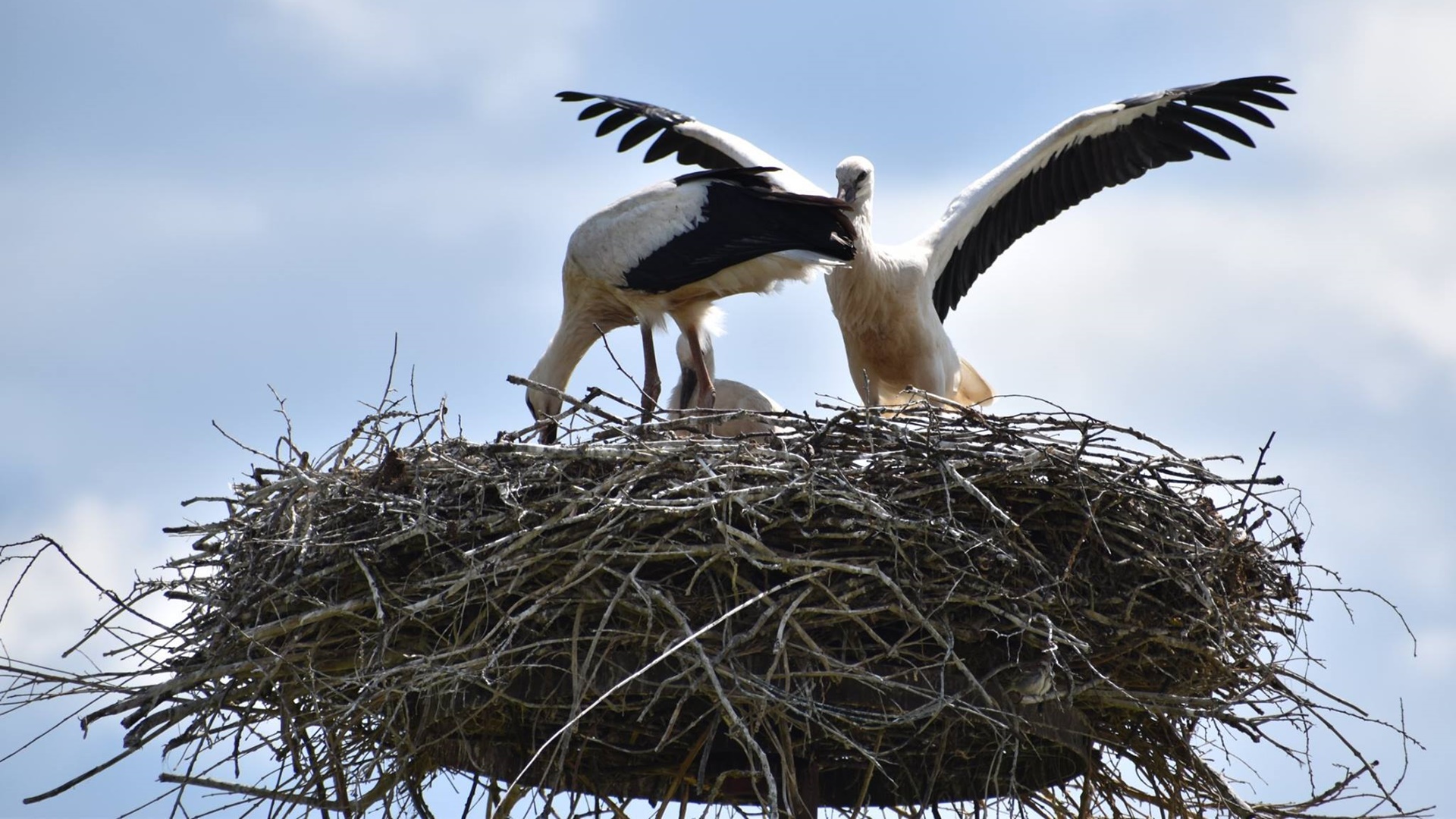 Najpierw wąż, a później bocian. Nietypowe interwencje suwalskich strażaków