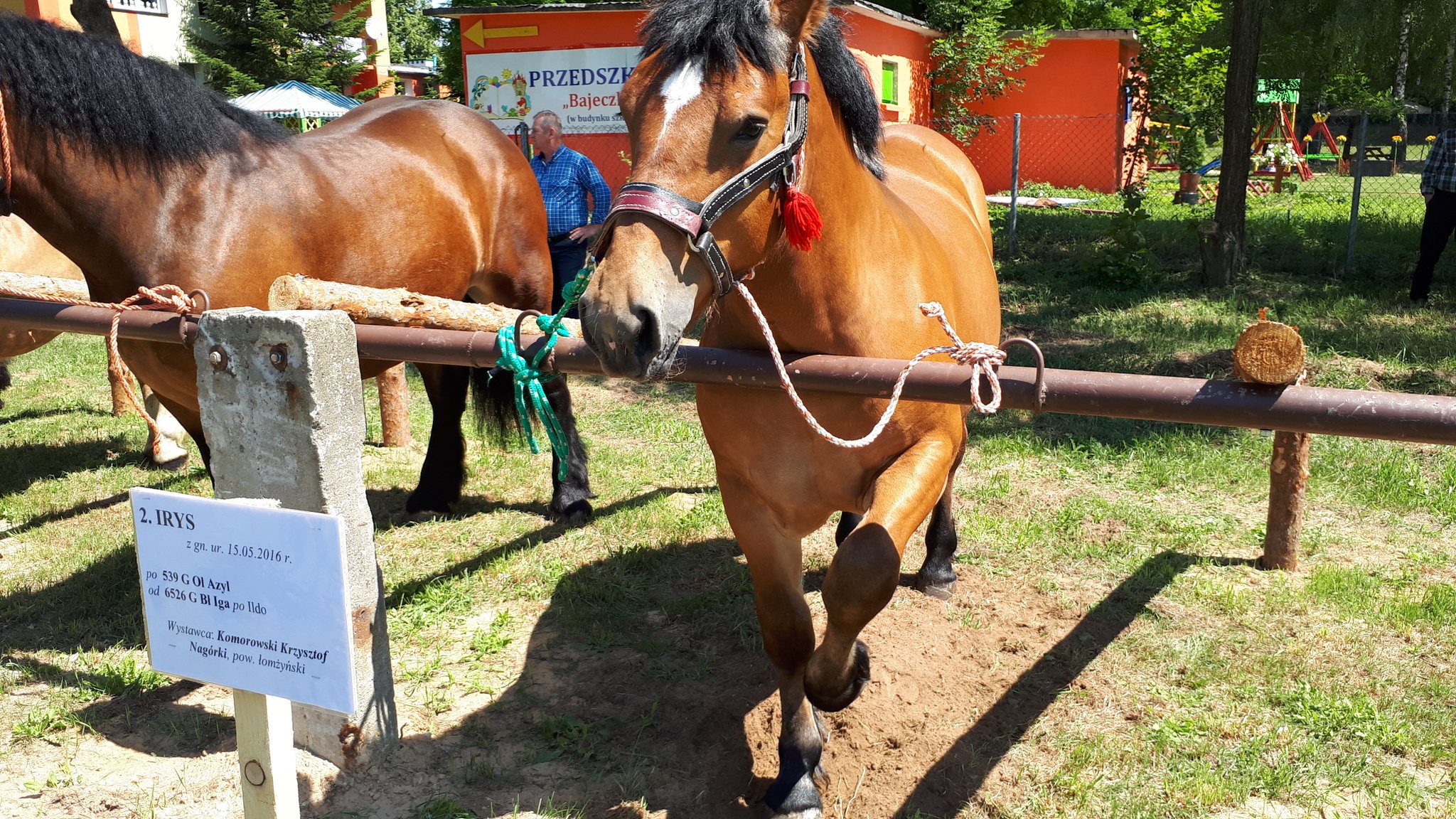 Klaczki i ogierki zimnokrwiste na wystawie "Dzień Konia na Podlasiu"