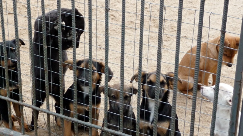 Suwalski Ratusz musi ponownie rozpatrzeć ofertę na prowadzenie schroniska