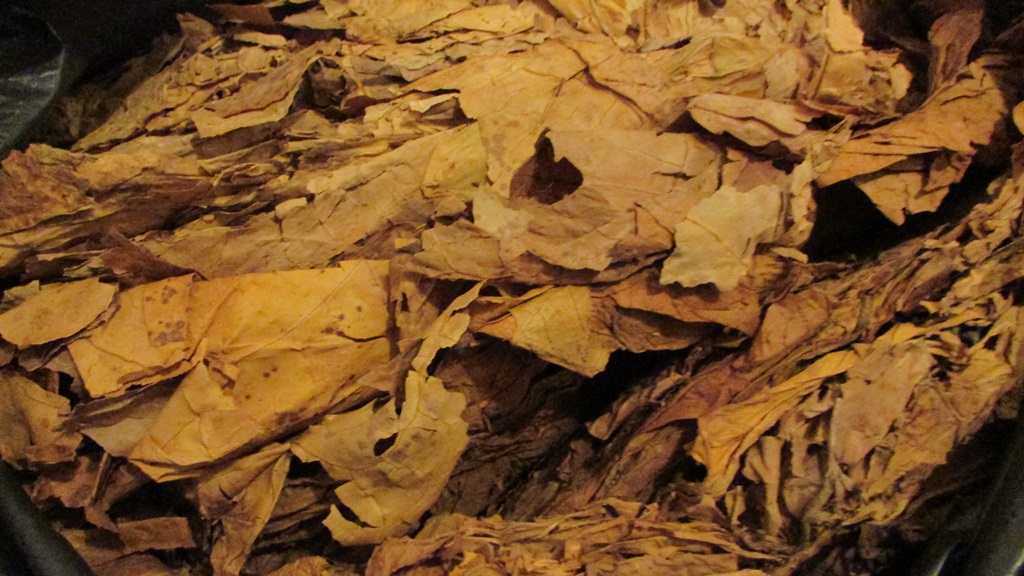 Funkcjonariusze zatrzymali 53-latka, który w domu miał nielegalny susz tytoniowy