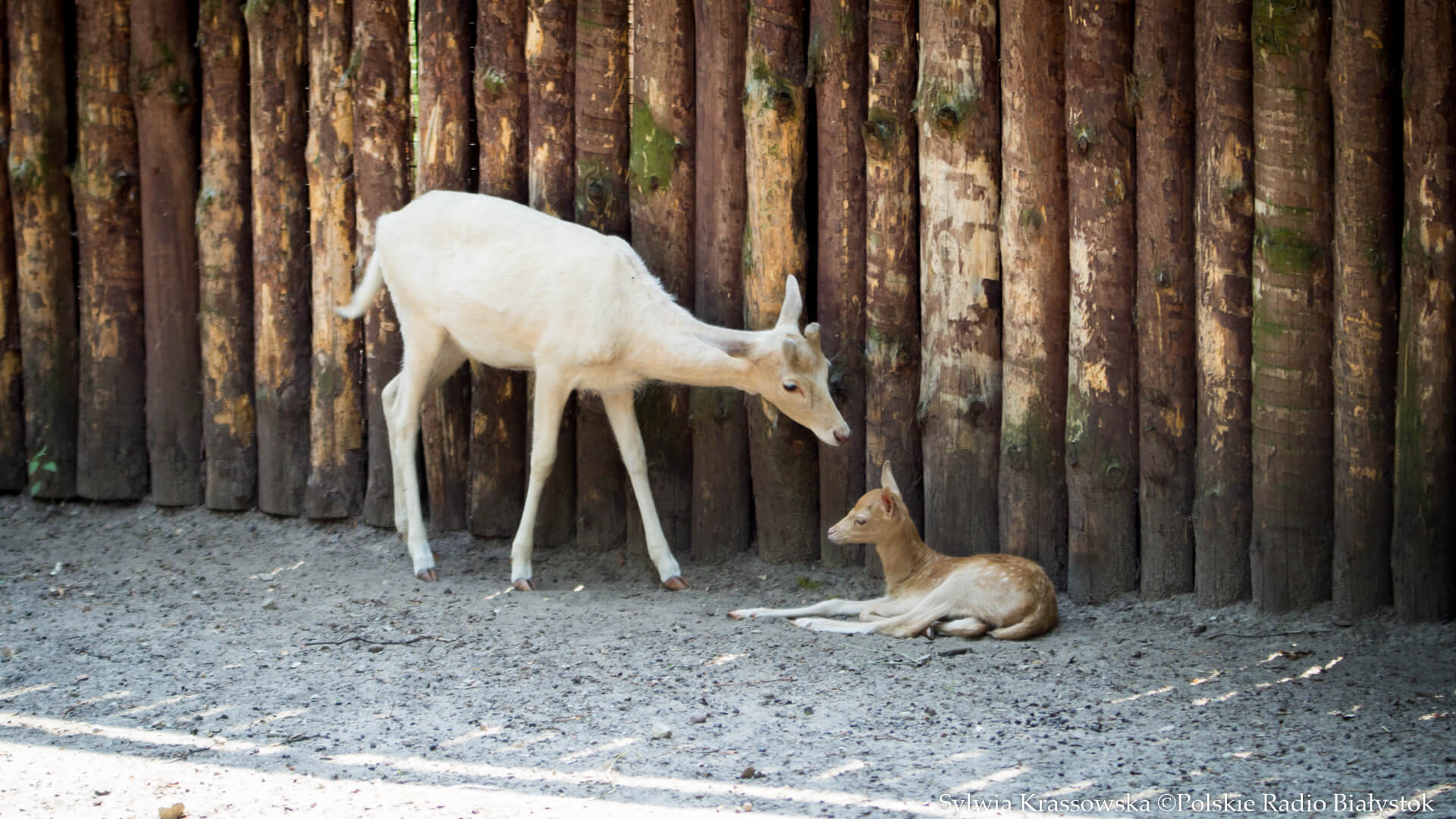 W białostockim Akcencie ZOO przyszły na świat danielątka
