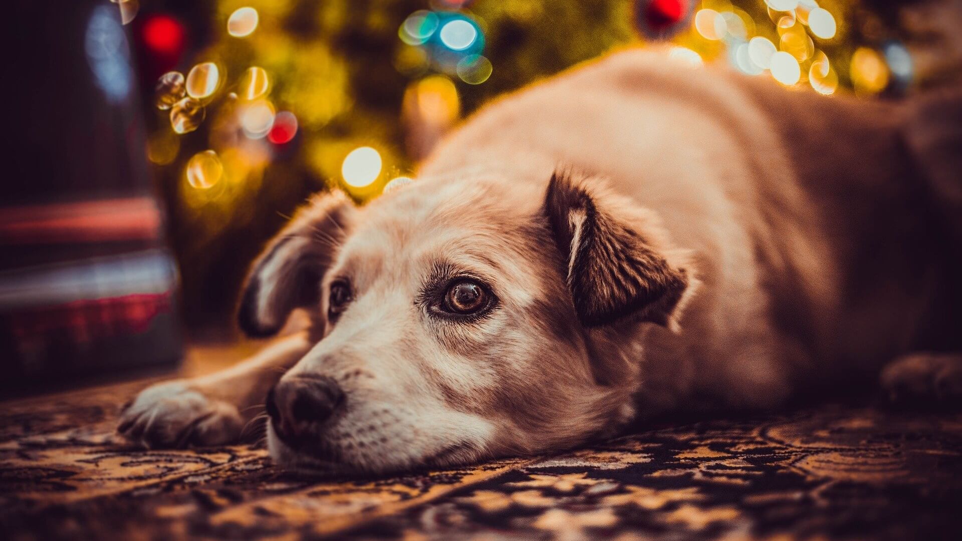 Białostockie schronisko wstrzymało przed świętami Bożego Narodzenia adopcje szczeniąt