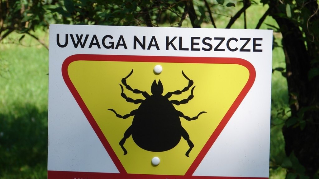 Plaga kleszczy w podlaskich lasach - ostrzegają leśnicy