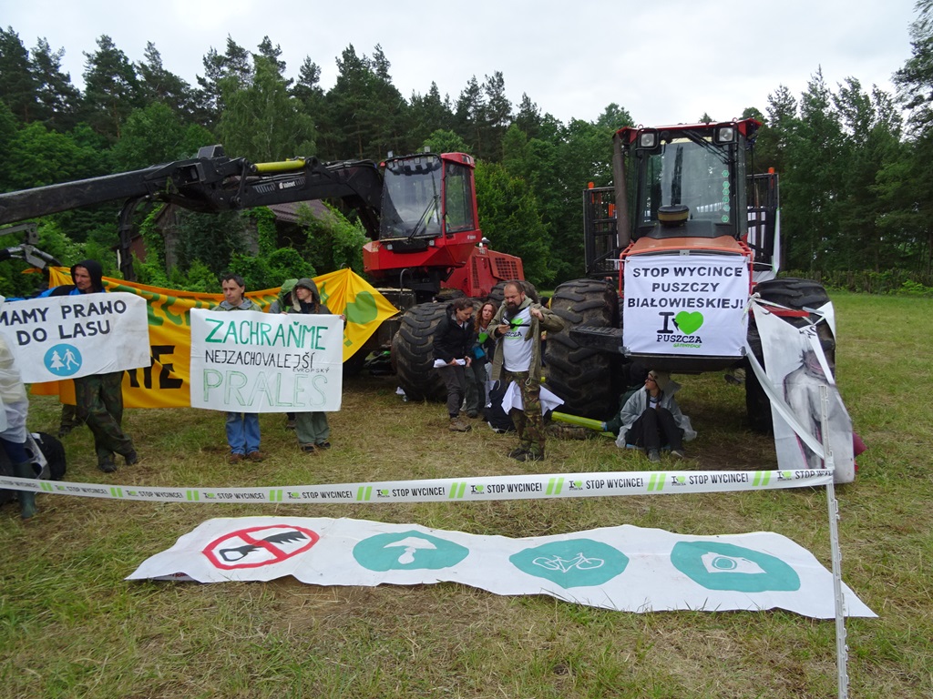 Aktywiści ponownie blokują wycinkę w Puszczy Białowieskiej