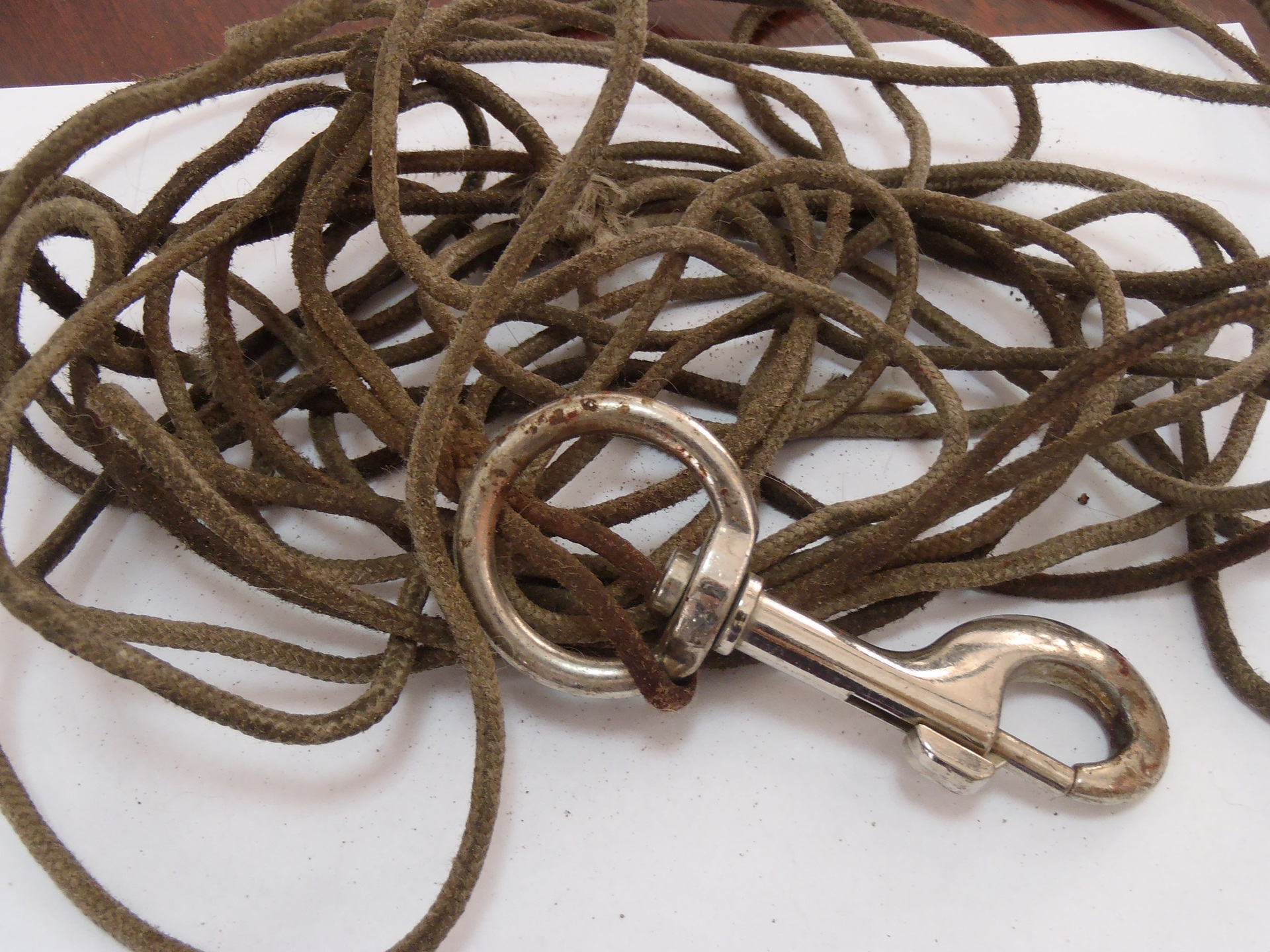 Białostoccy obrońcy praw zwierząt chcą mieć wpływ na postępowanie ws. śmierci psa