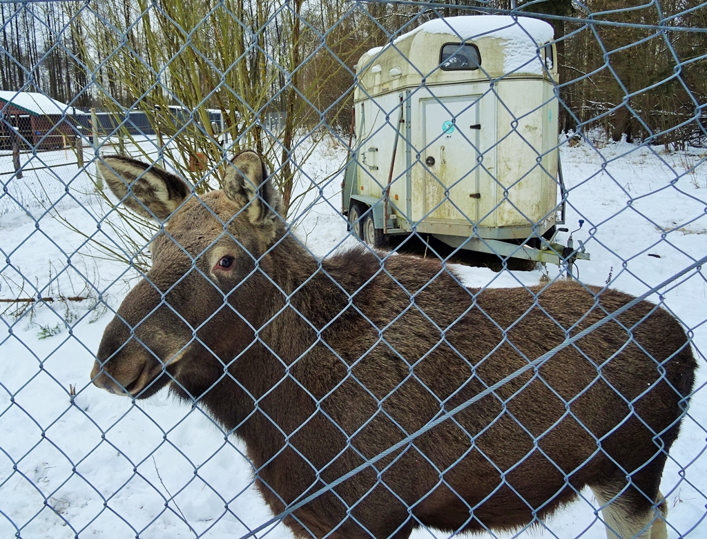 Władze Biebrzańskiego Parku Narodowego zbierają pieniądze na rozbudowę ośrodka dla zwierząt