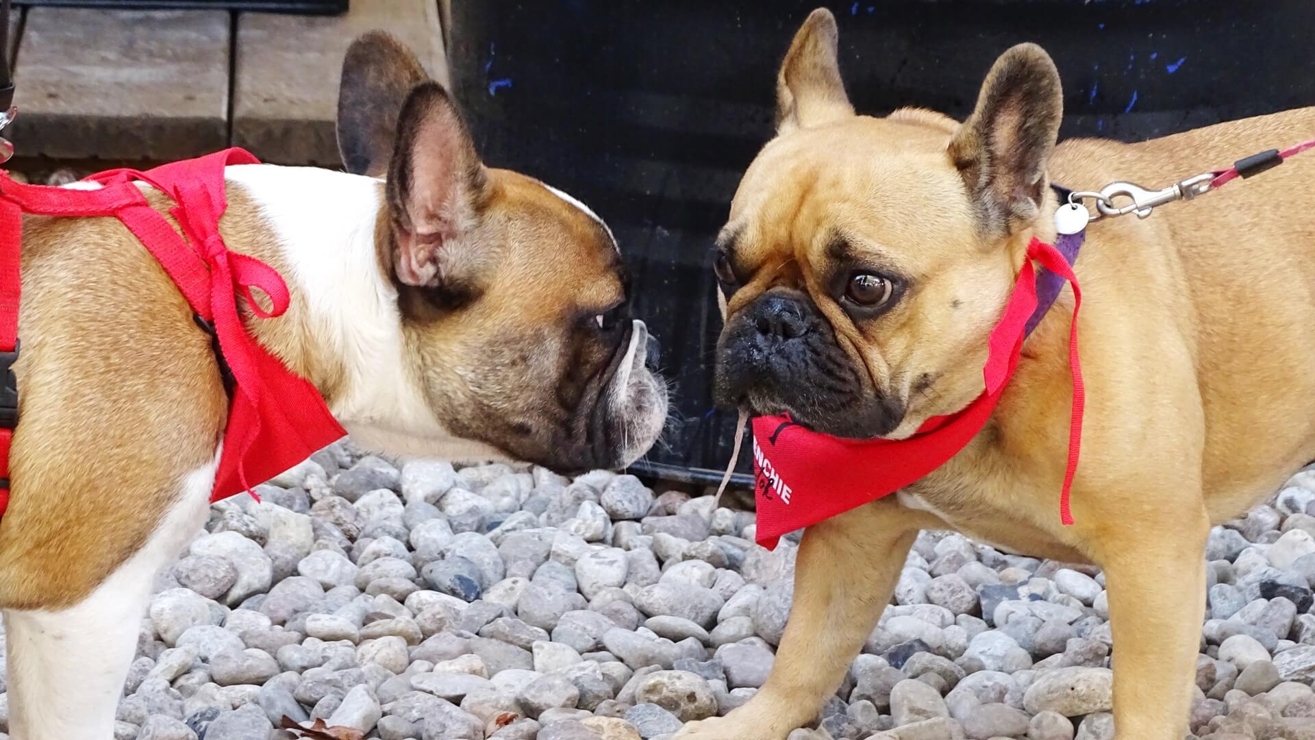 Zlot właścicieli buldogów francuskich w Białymstoku [zdjęcia]