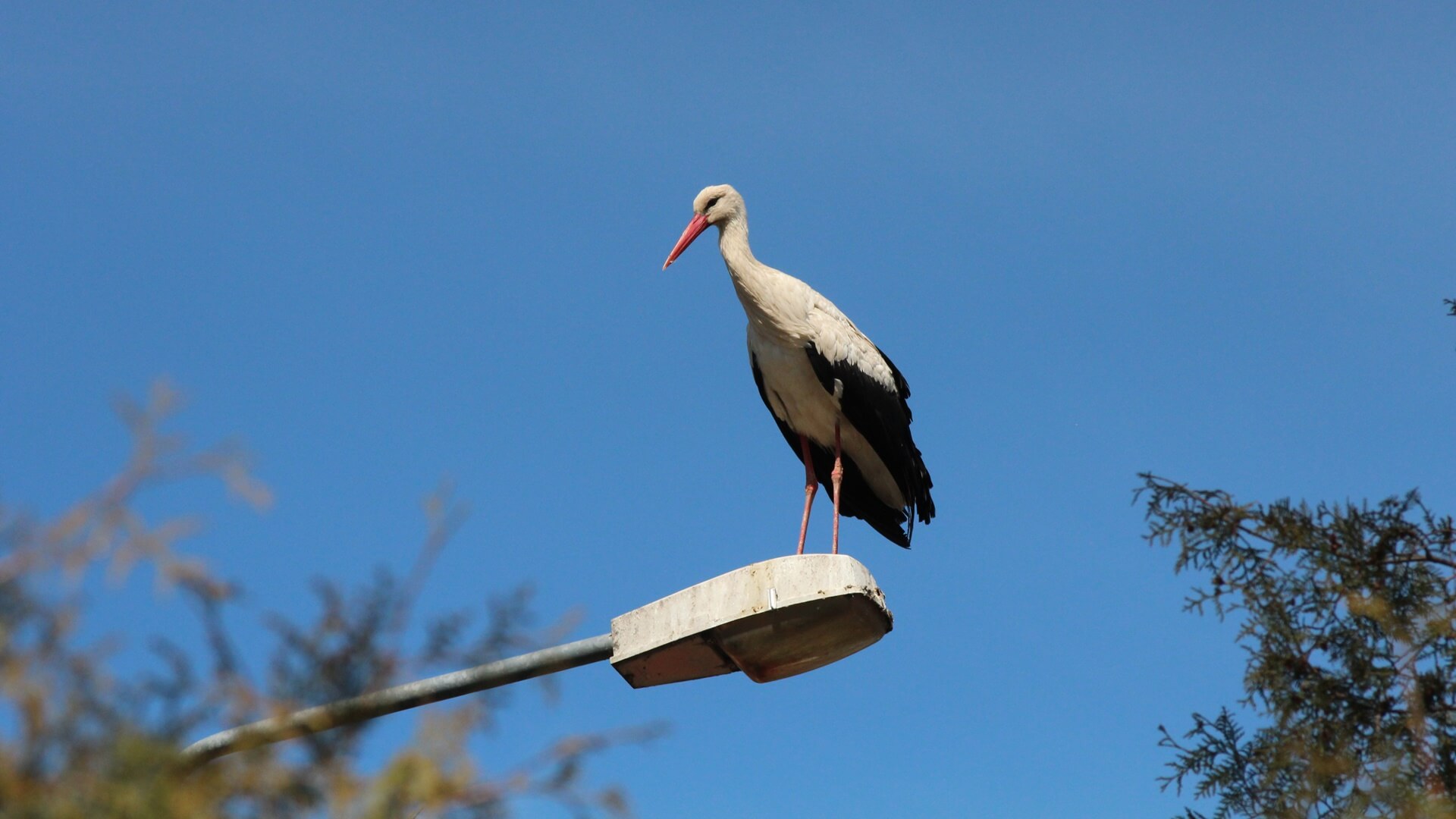Dzień Bociana Białego - ornitolodzy  alarmują, że liczba tych ptaków w ostatnich latach maleje