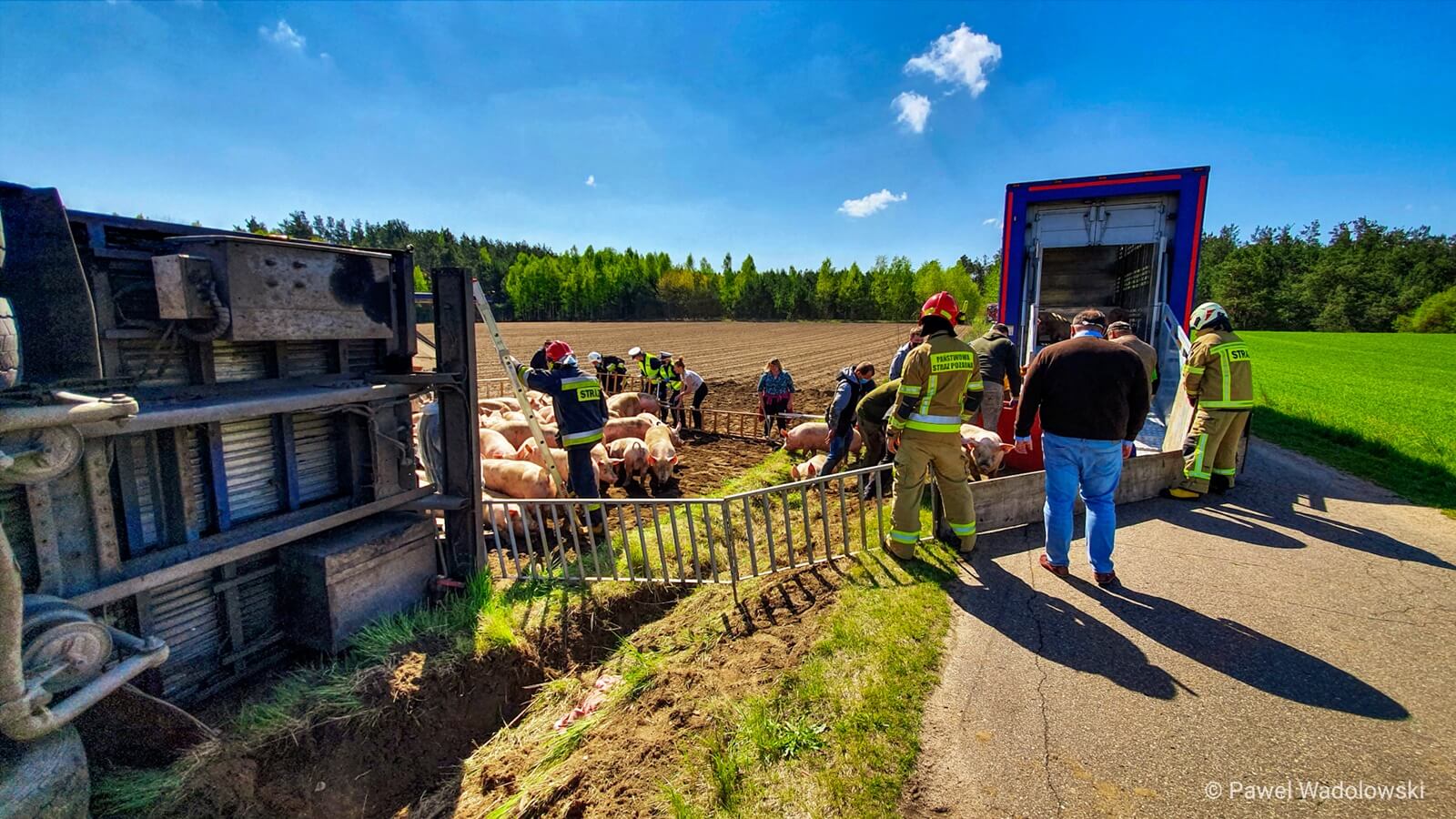 W okolicach Miastkowa przewrócił się samochód ciężarowy, który przewoził kilkadziesiąt świń