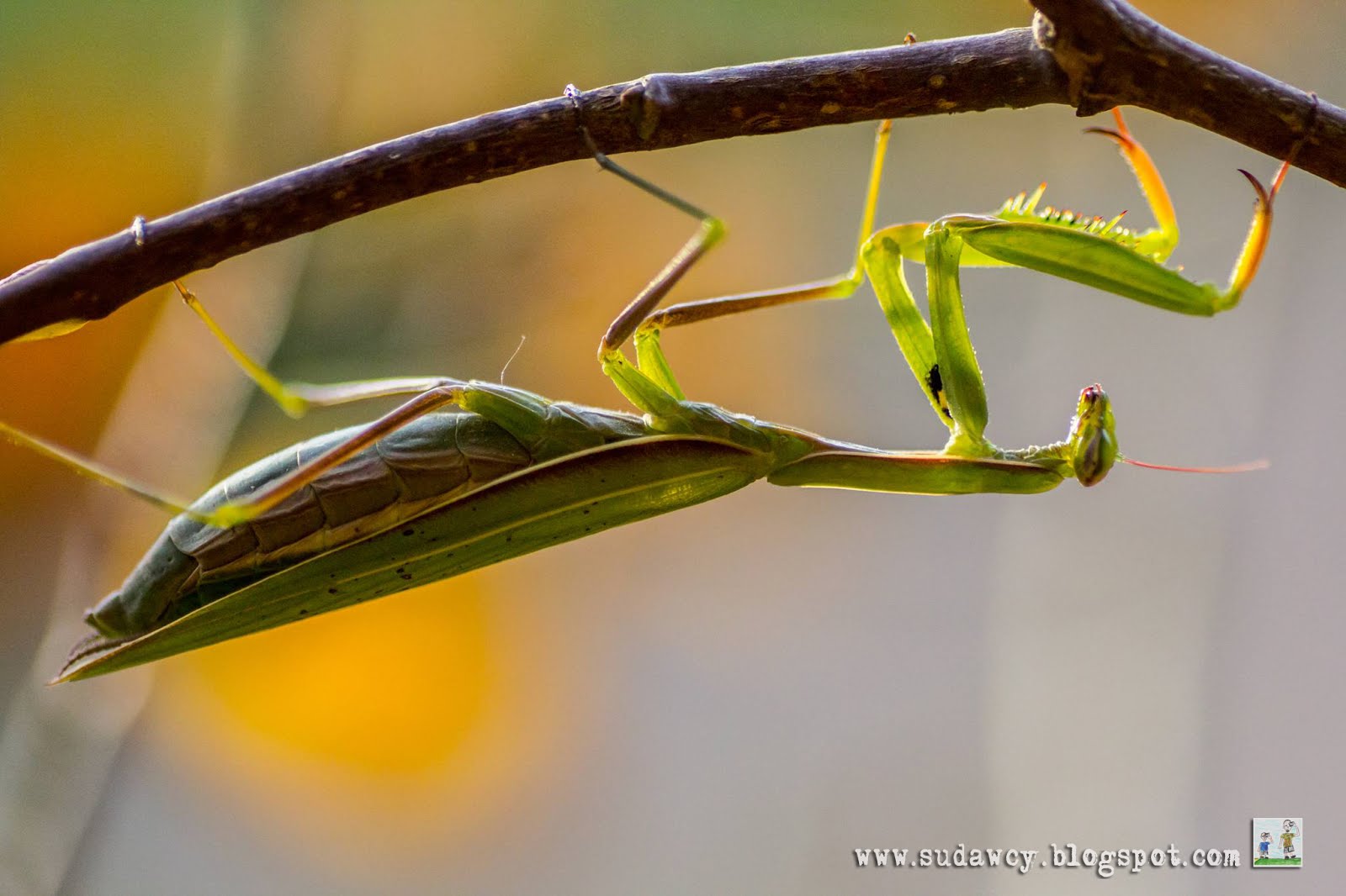 Modliszki na polskim "biegunie zimna"