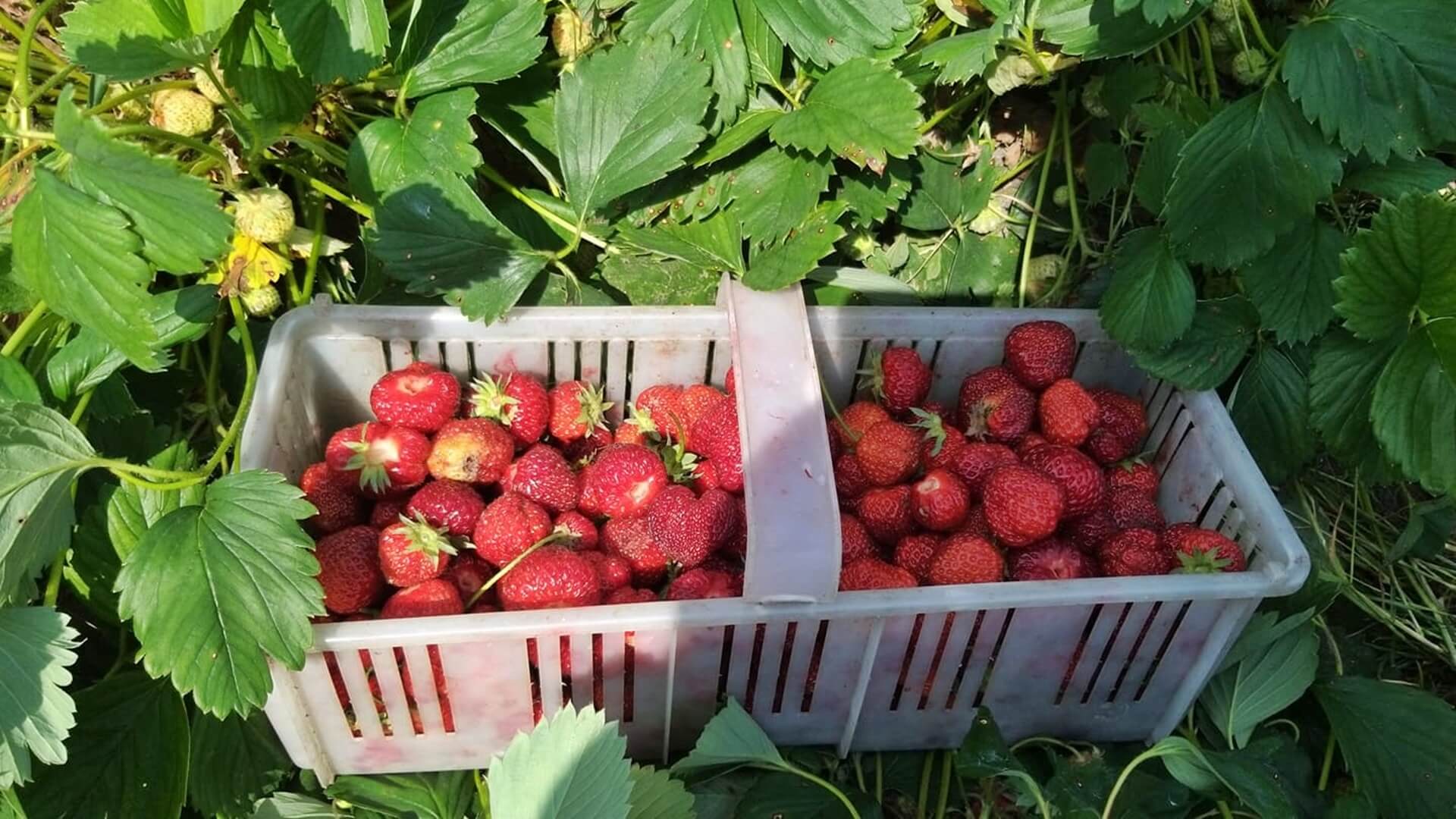 Rozpoczął się sezon na podlaskie truskawki