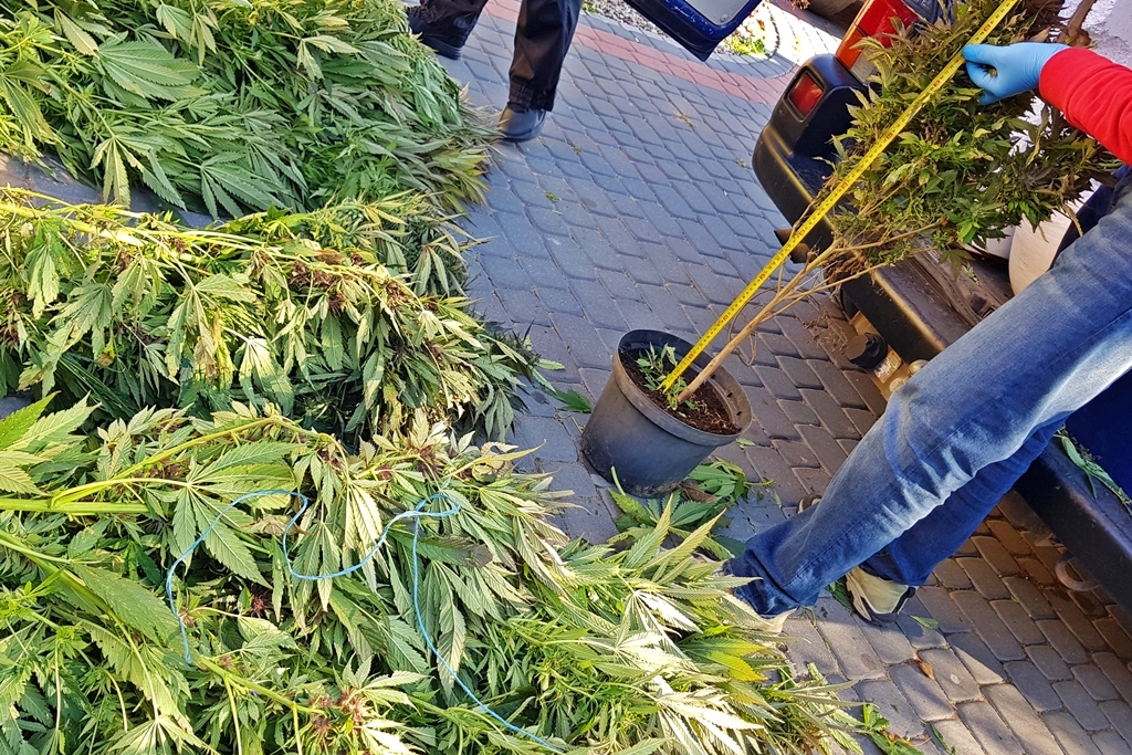 Narkotyki o czarnorynkowej wartości ponad miliona złotych znaleźli łomżyńscy policjanci