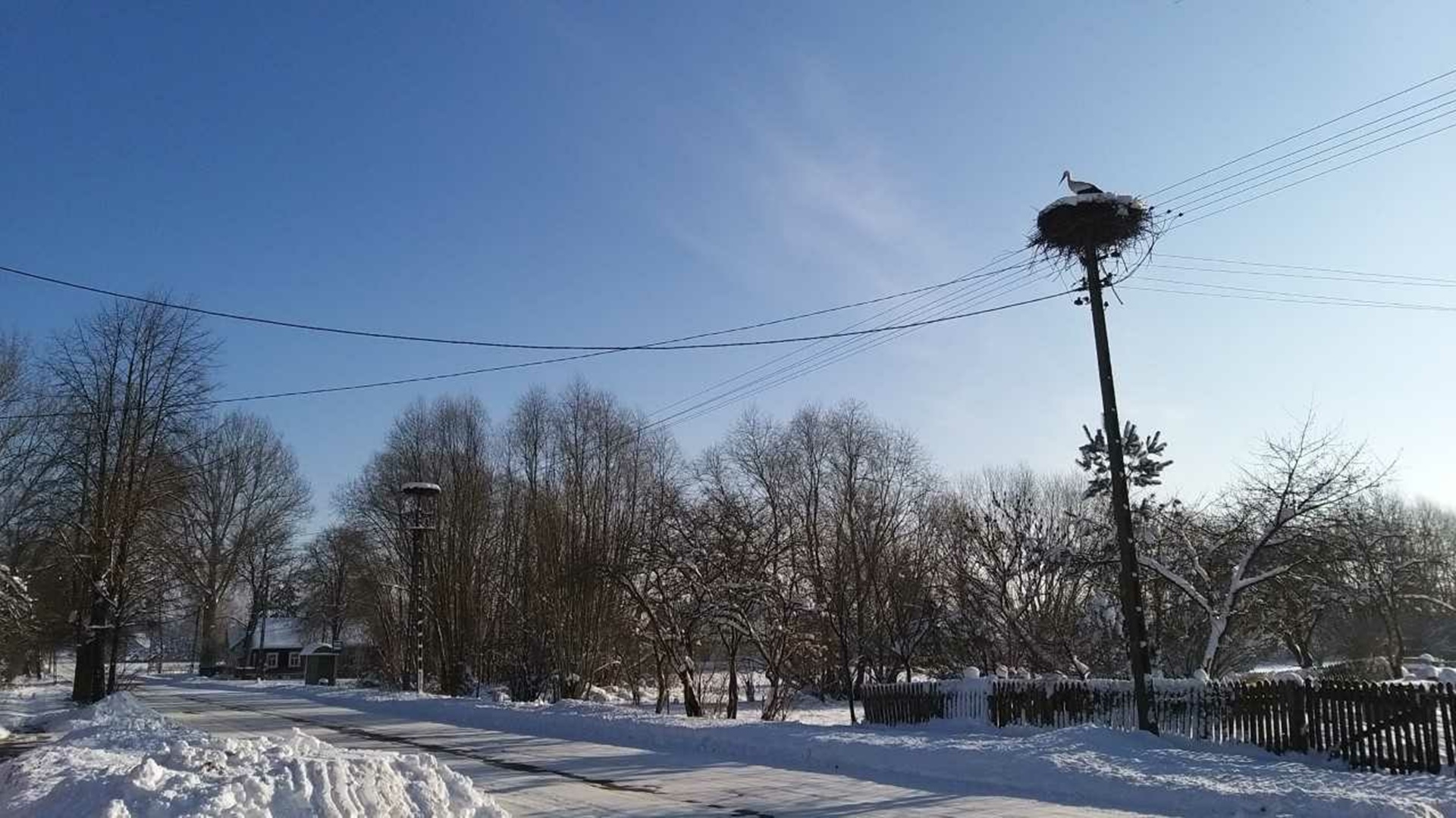 W Topolanach zimuje samotny bocian - opiekują się nim mieszkańcy wsi