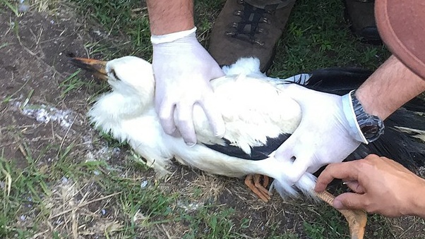 Gdzie szukać pomocy dla rannych bocianów?