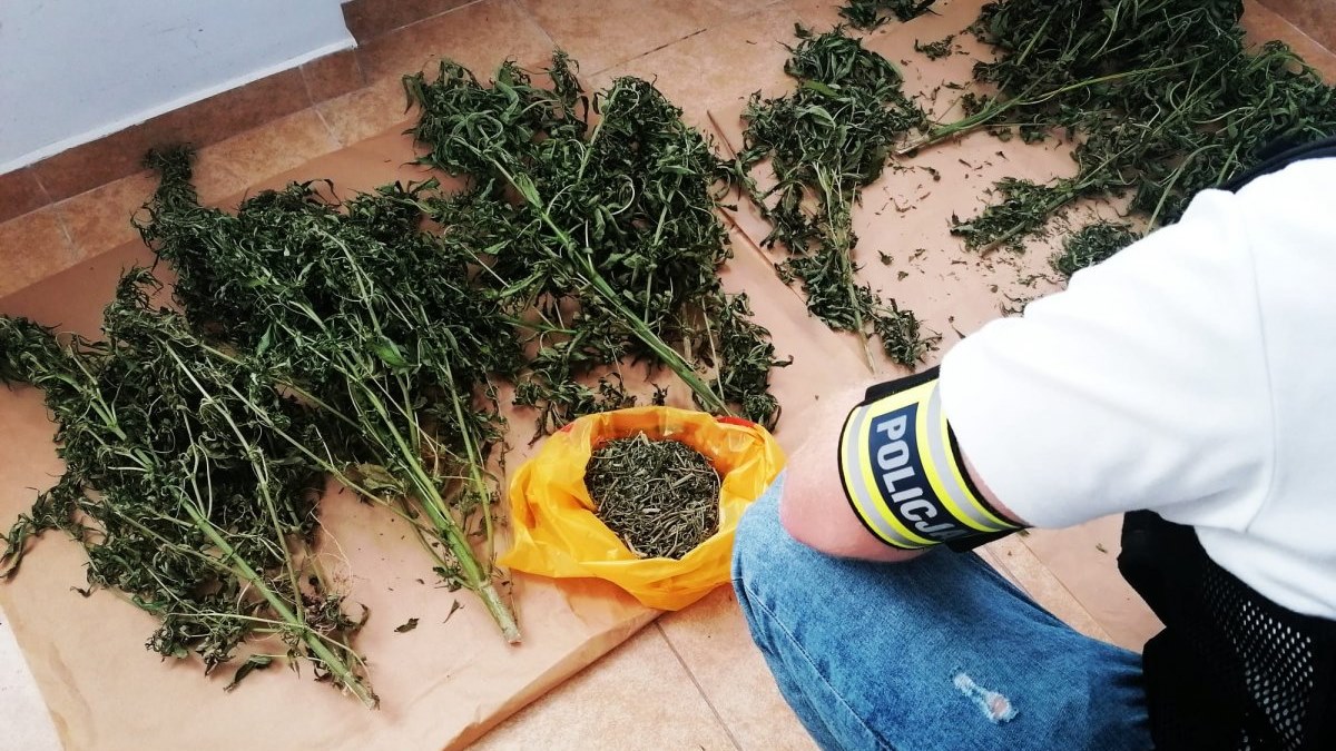 Hajnowscy kryminalni zatrzymali 24-latka podejrzanego o posiadanie znacznej ilości narkotyków