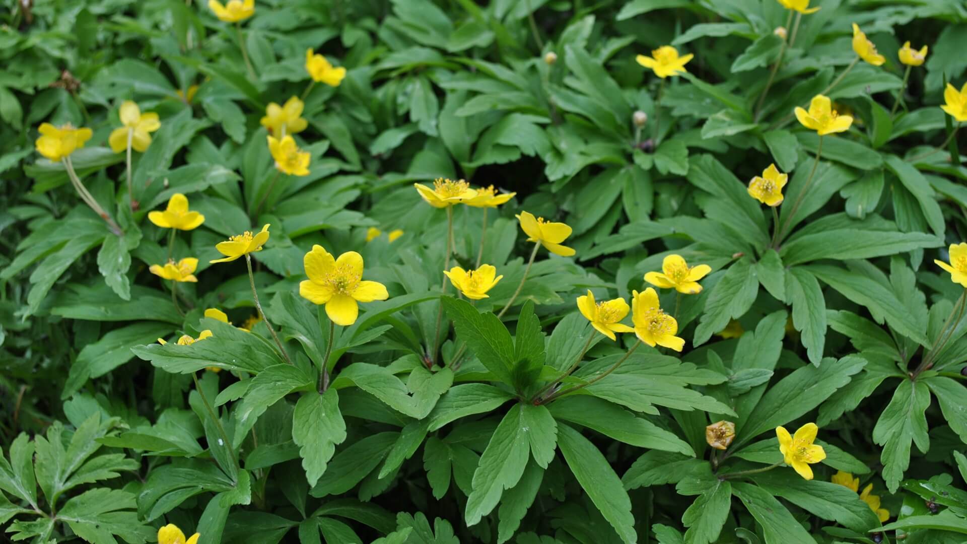 Przyroda nie boi się koronawirusa - w lasach coraz wyraźniej widać oznaki wiosny