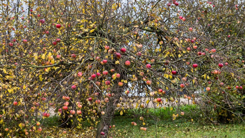 Czy bielić drzewka?