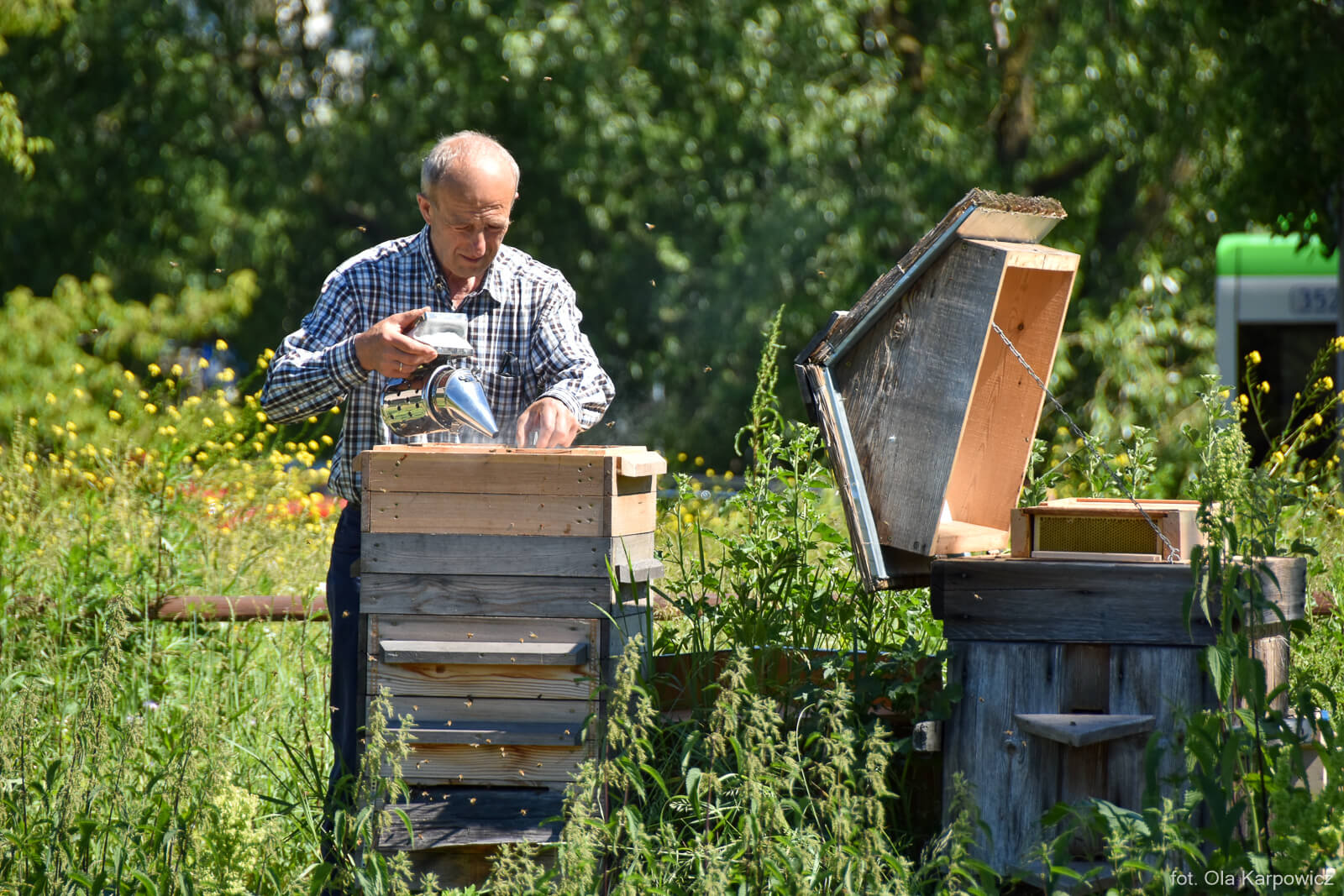 Pierwsze tegoroczne miodobranie z miejskiej pasieki
