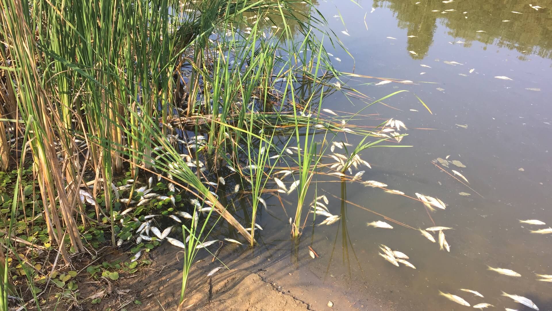 Polski Związek Wędkarski odłowił wszystkie śnięte ryby z zalewu Siemianówka