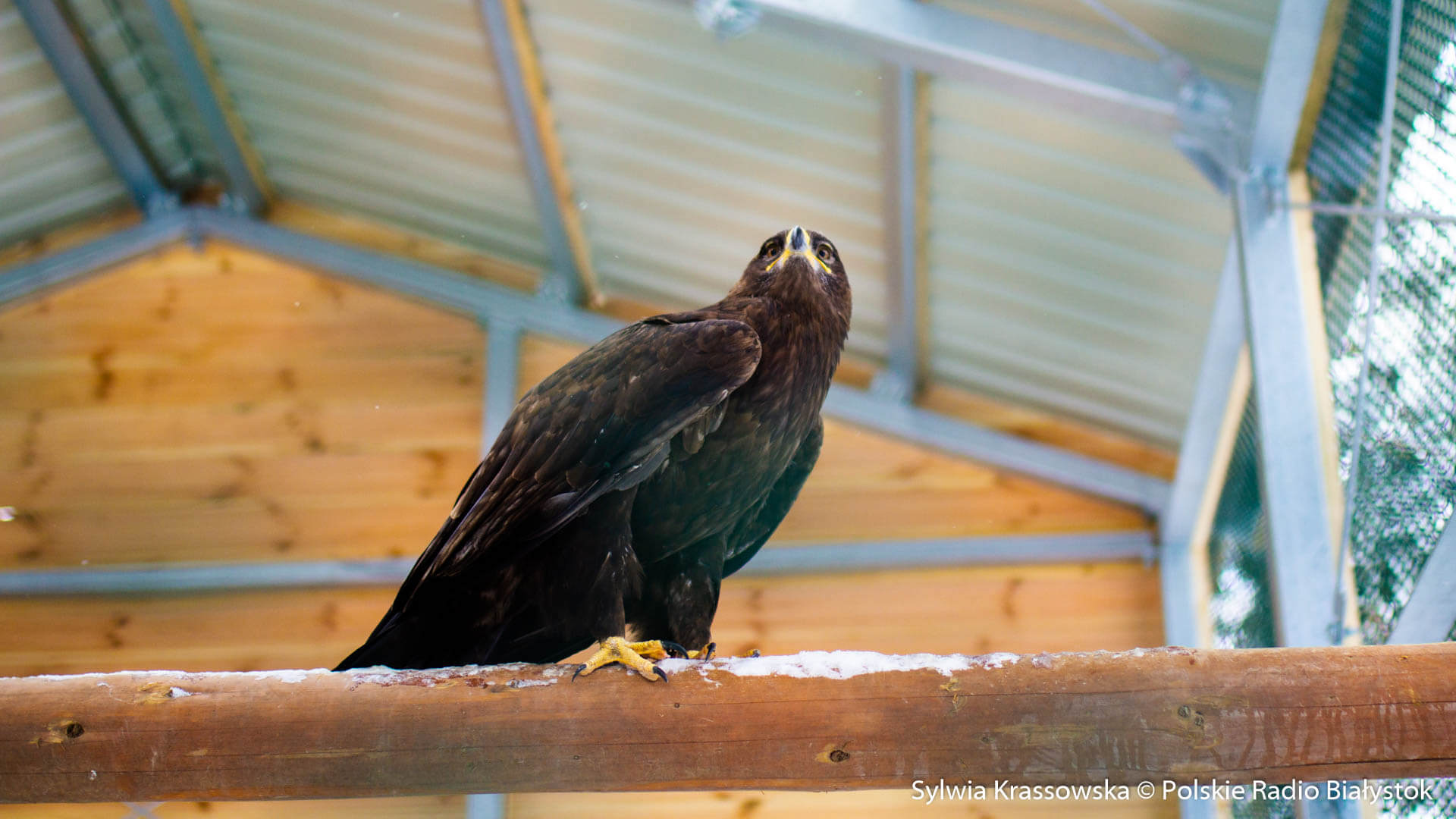 Drapieżne ptaki w mieście