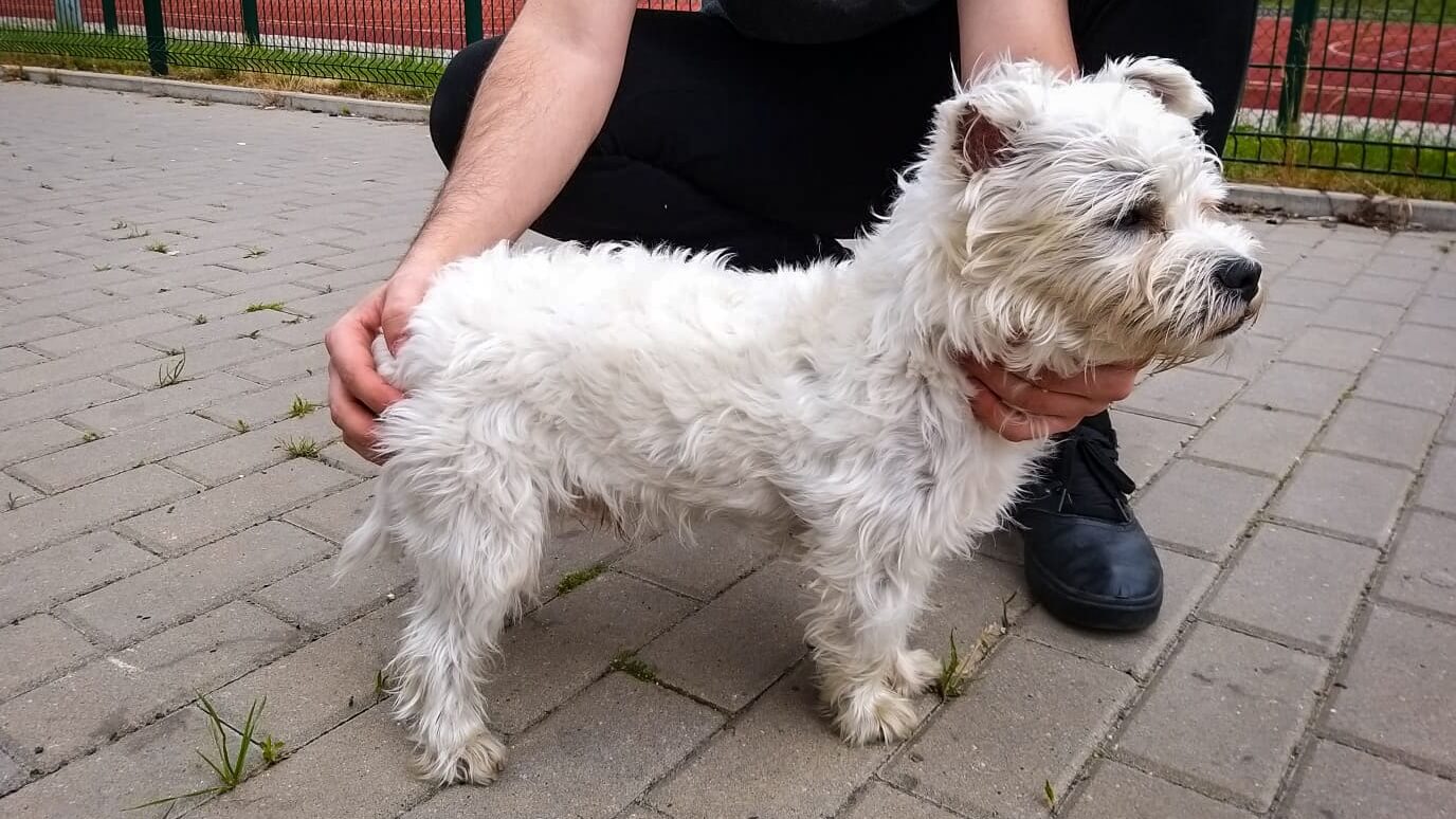 Do pięciu lat więzienia grozi 19-latkowi za kradzież psa