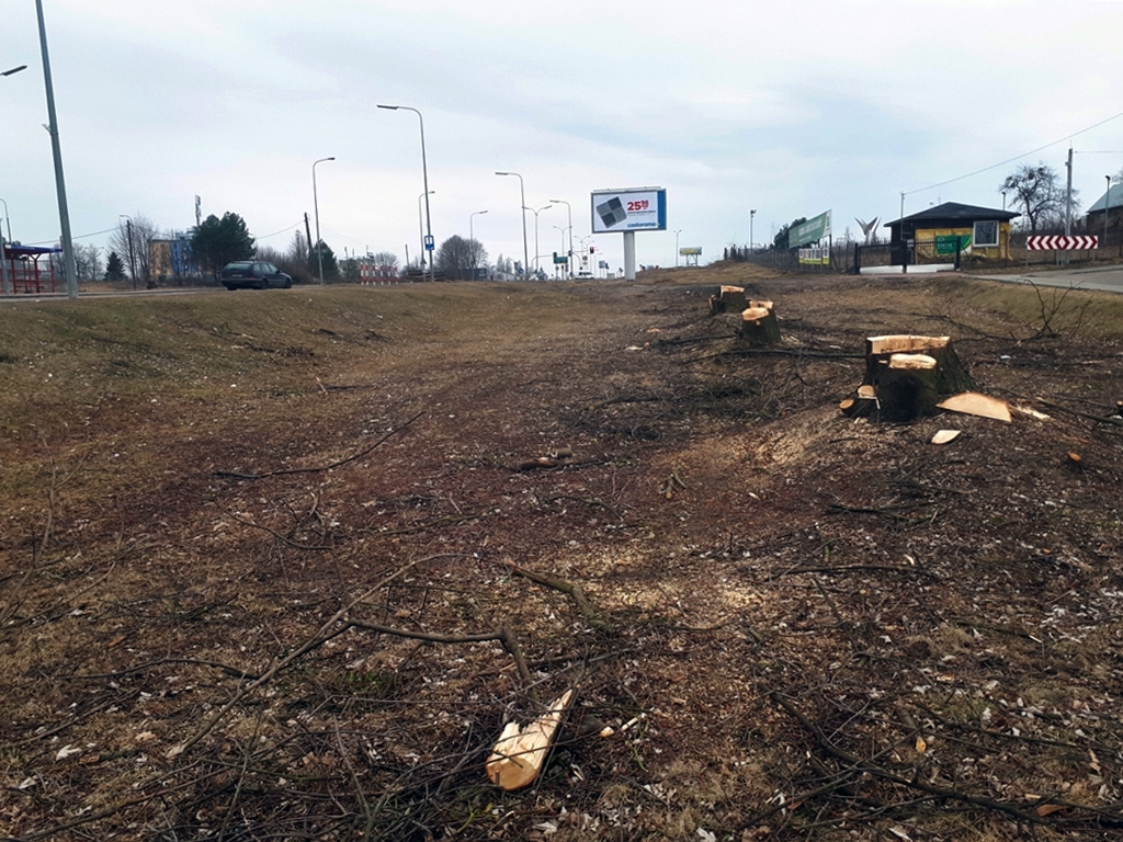 W niektórych miejscach w Białymstoku nie ma już drzew - wycinki związane są z inwestycjami