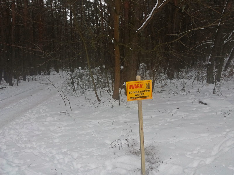 Od wycinki drzew rozpoczyna się budowa Trasy Niepodległości w Białymstoku