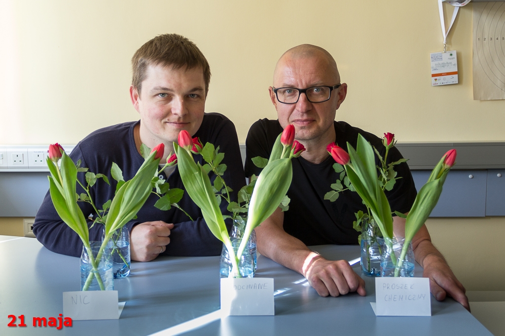 Jak dbać o kwiaty cięte? - eksperyment dziennikarzy Radia Białystok