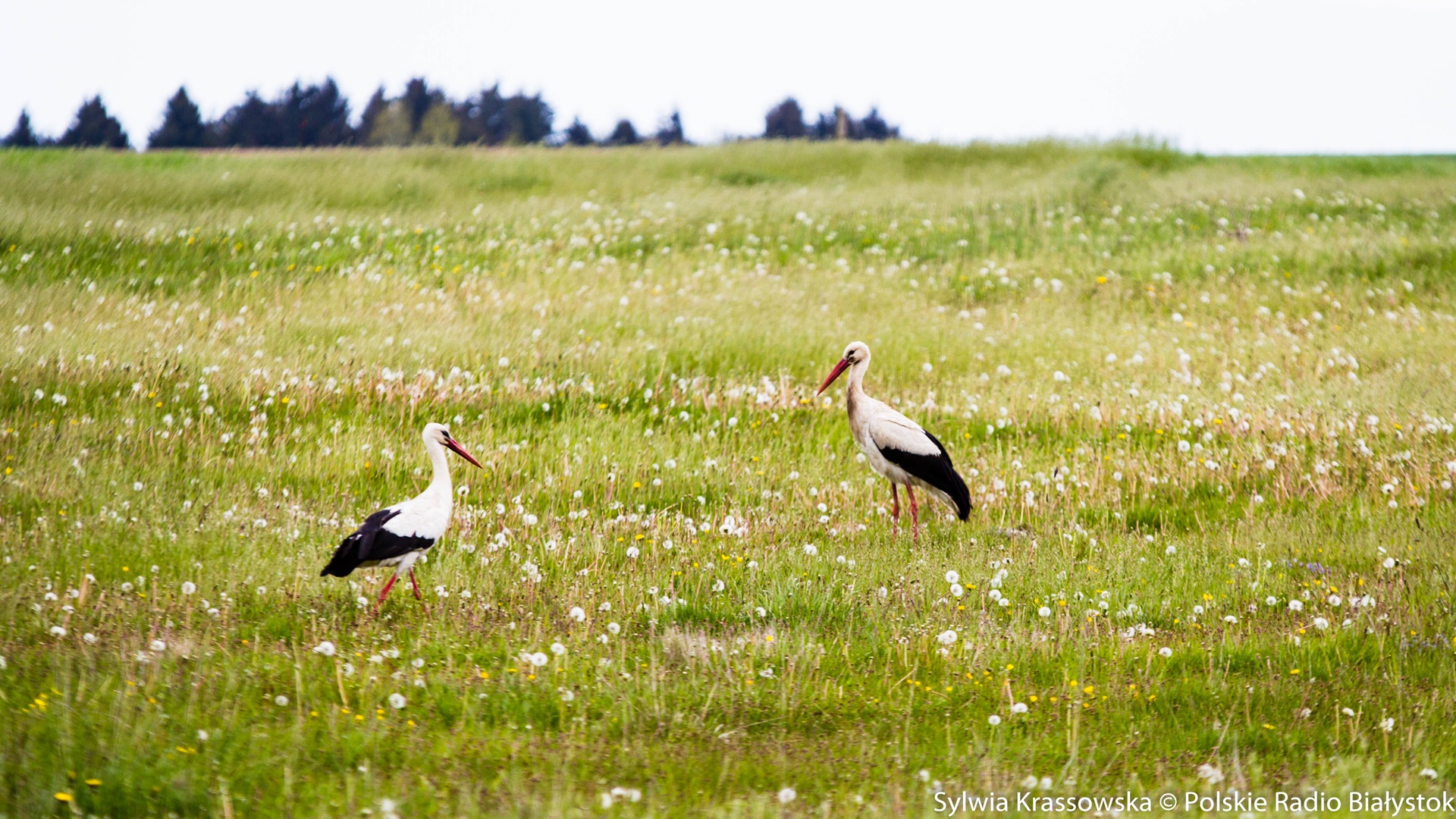 Pracownicy Parku Krajobrazowego Puszczy Knyszyńskiej podsumowali liczenie bocianów