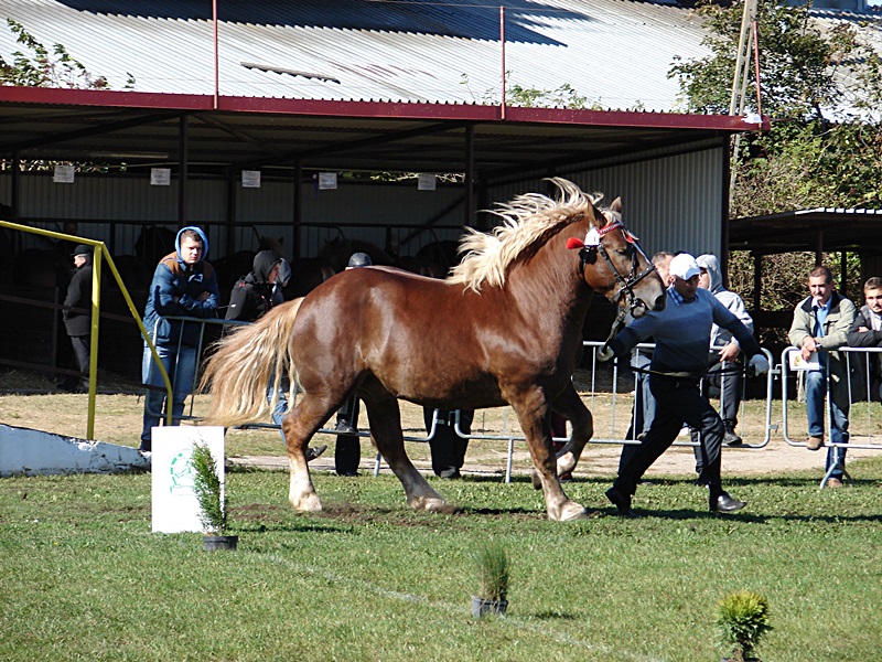 Wystawa koni w Szepietowie