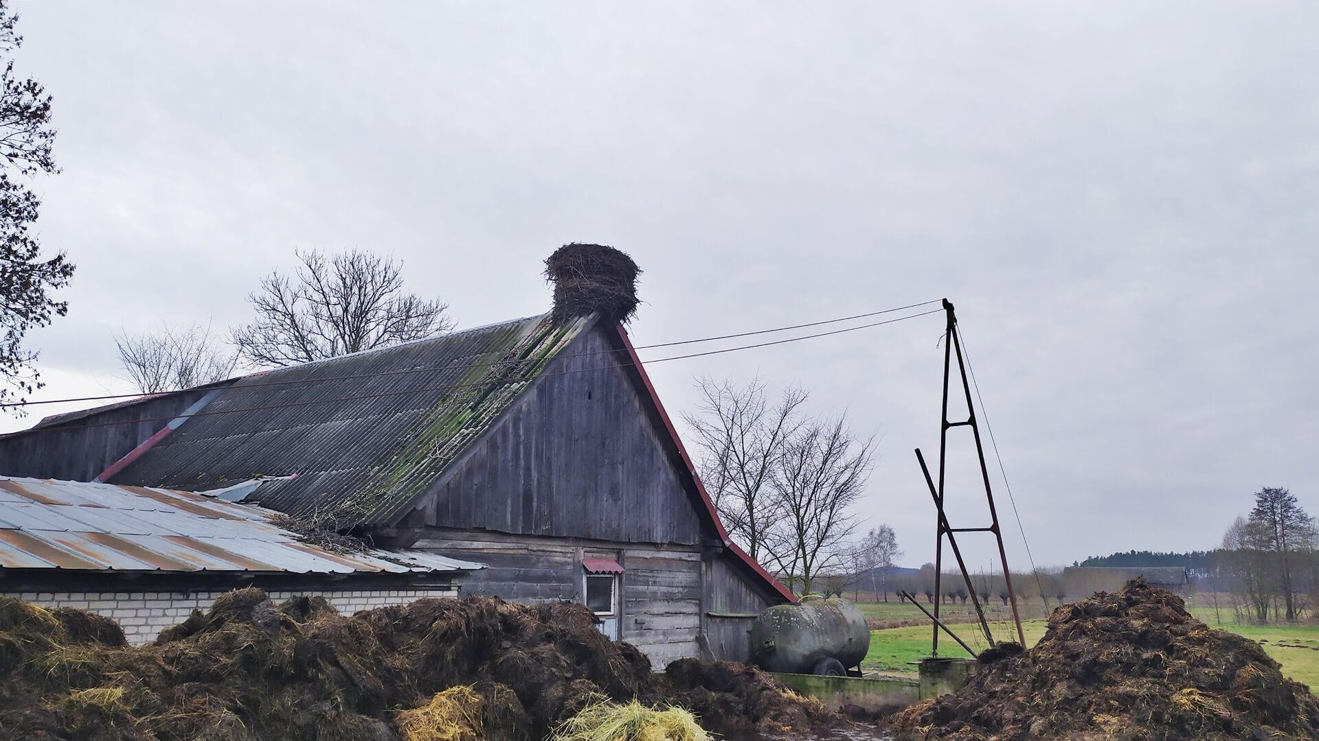 Bocianie gniazdo może zawalić dach obory - martwią się rolnicy ze wsi Krukowszczyzna k. Korycina