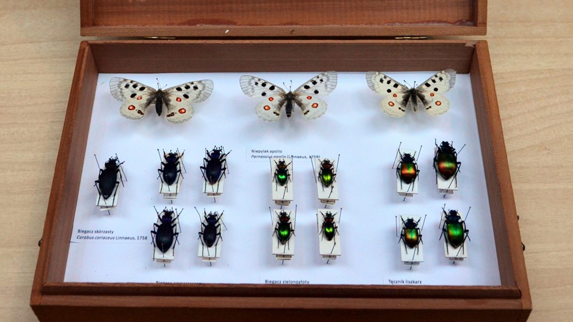 Zarekwirowane przez funkcjonariuszy KAS okazy chronionych zwierząt trafiły na Uniwersytet w Białymstoku