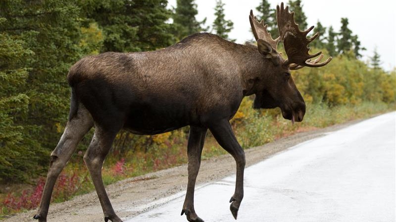 Rykowisko i bukowisko w podlaskich lasach
