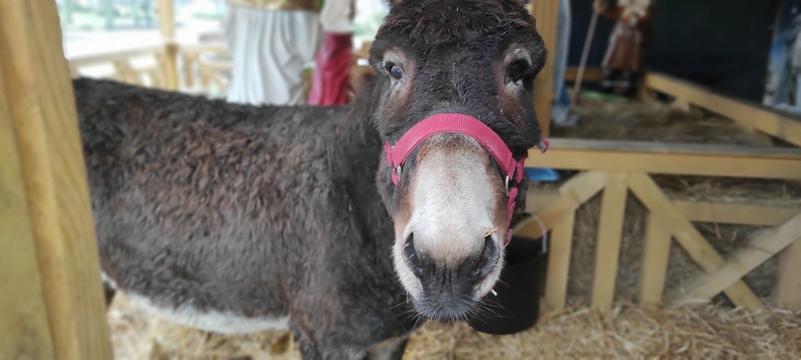 "Żywa szopka" stanęła w centrum Michałowa