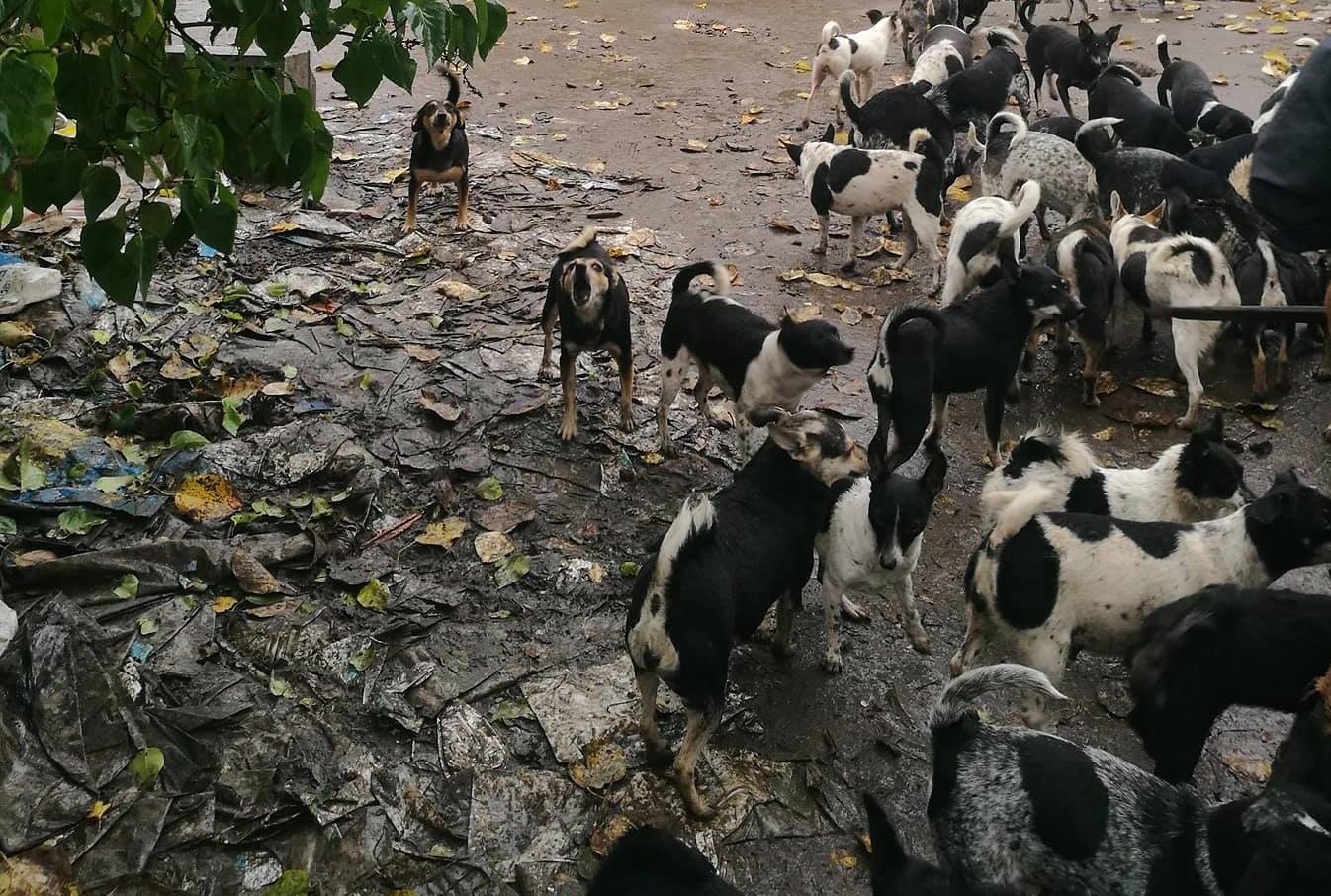 Blisko 200 psów i kotów na posesji w Drohiczynie - TOZ zawiadomił prokuraturę