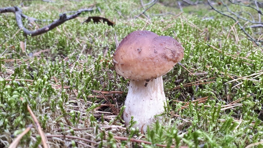 W Białowieży można oglądać wystawę grzybów z Puszczy Białowieskiej