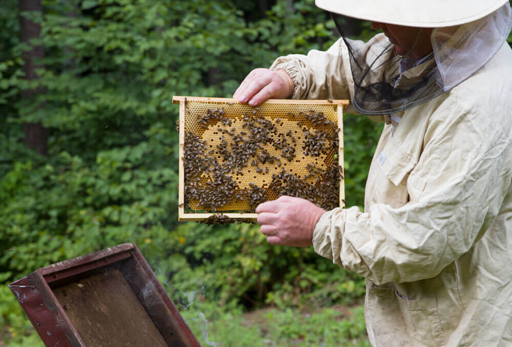 Grzyb z Puszczy Białowieskiej może być cennym składnikiem leku na chorobę pszczół