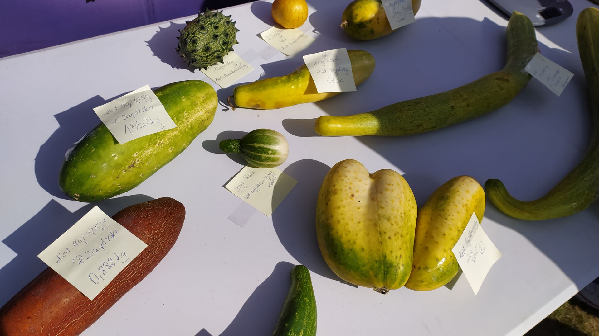 Regionalne przysmaki, występy i konkursy - Ogólnopolski Dzień Ogórka w Kruszewie