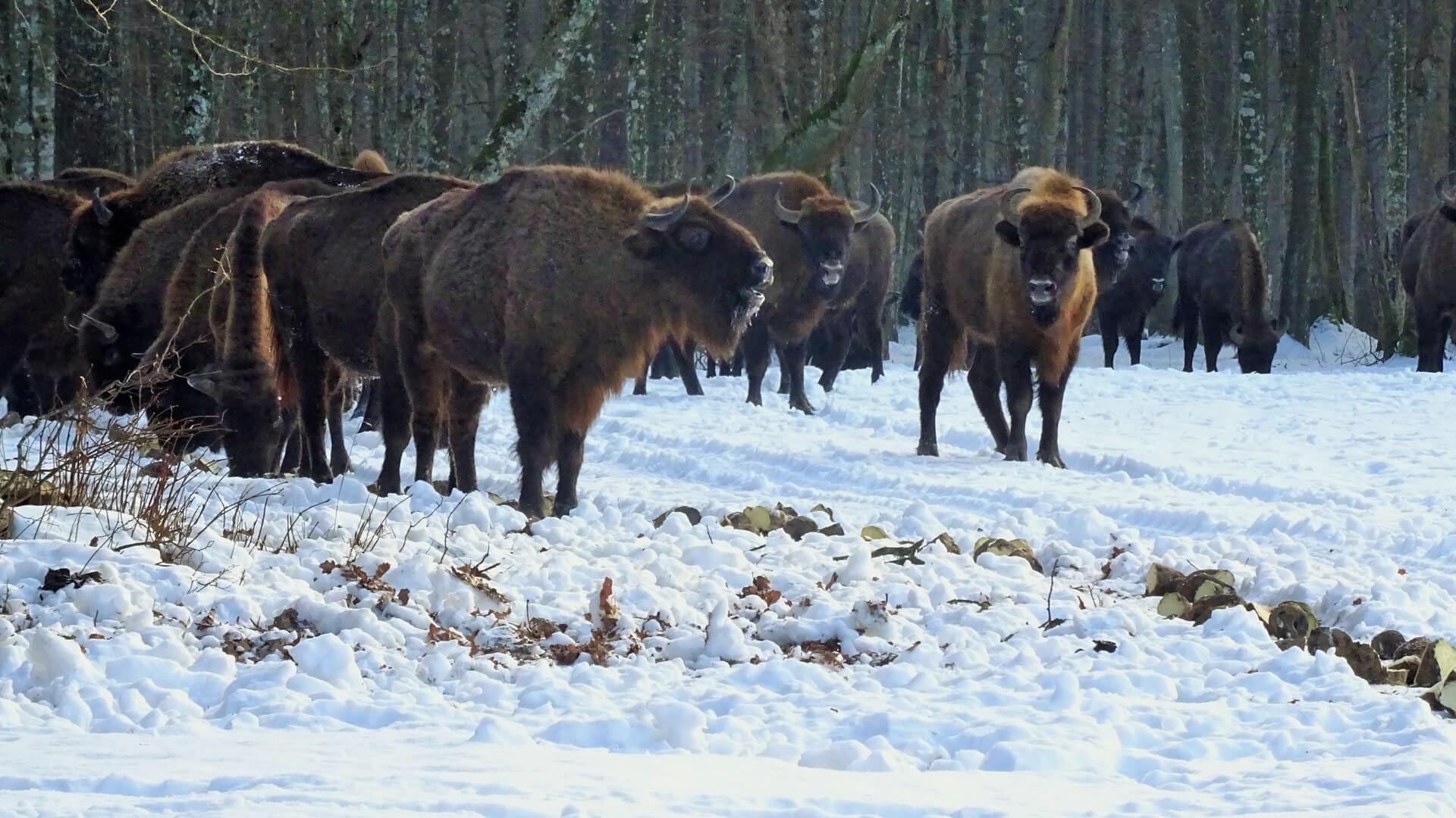 Białowieża ze światową promocją. Mieszkańcy liczą na dodatkowych turystów