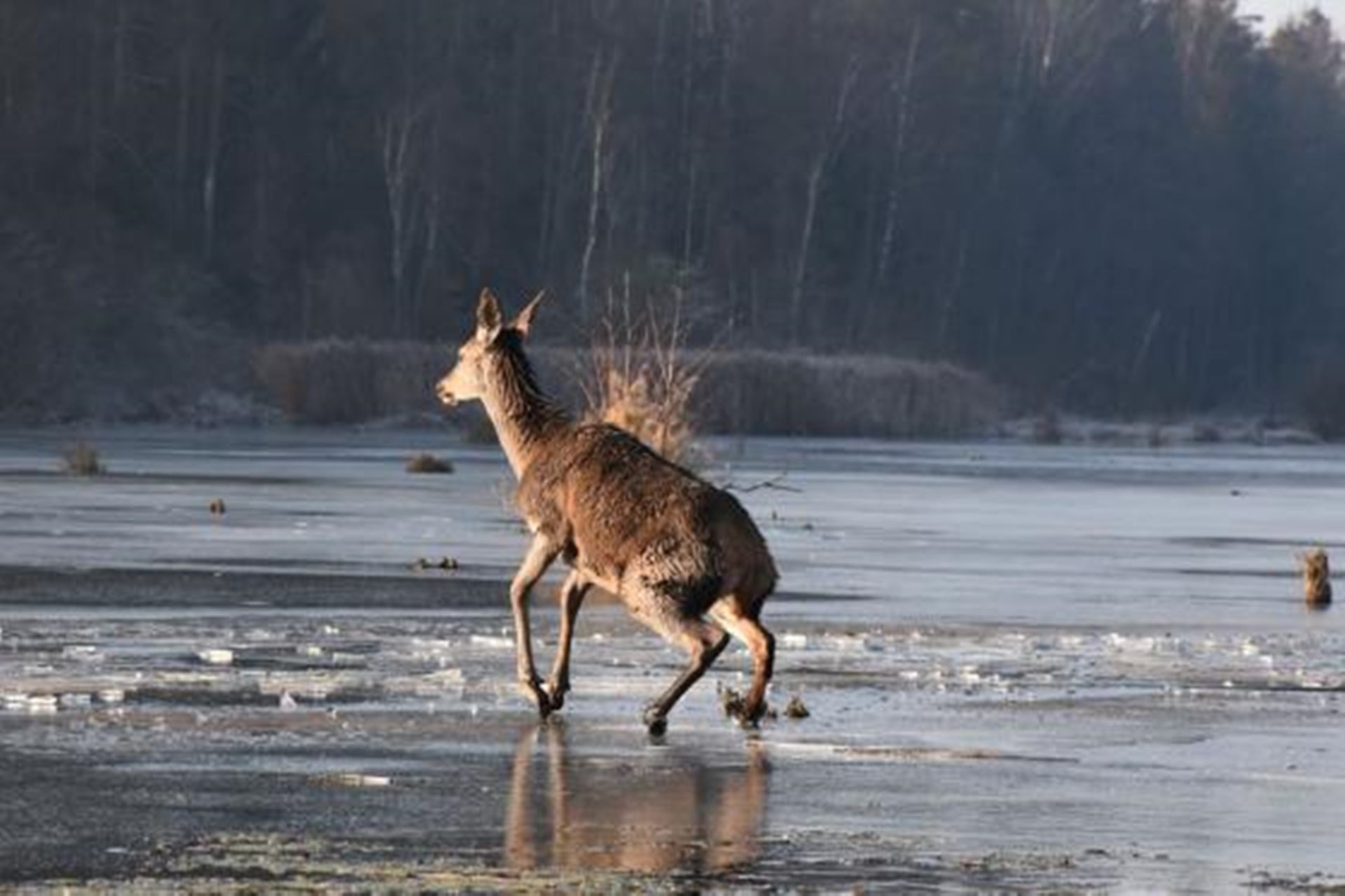 Podlascy pogranicznicy uratowali młodego jelenia [wideo]
