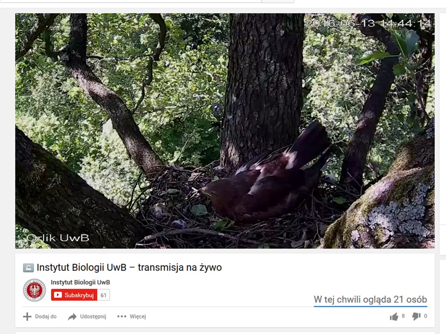 Naukowcy i internauci znów mogą obserwować życie orlików krzykliwych