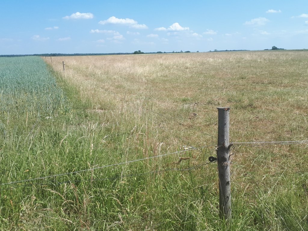 Krzysztof Tołwiński uważa, że wytyczne Ministerstwa Rolnictwa prowadzą do zaniżania realnych strat po suszy