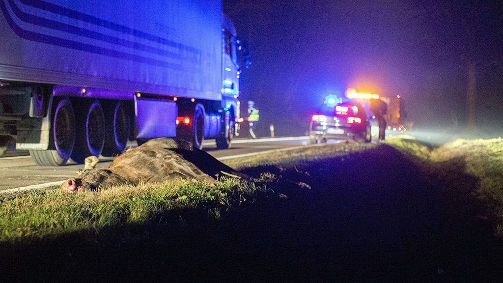 Uwaga na dzikie zwierzęta na drogach - apelują augustowscy leśnicy