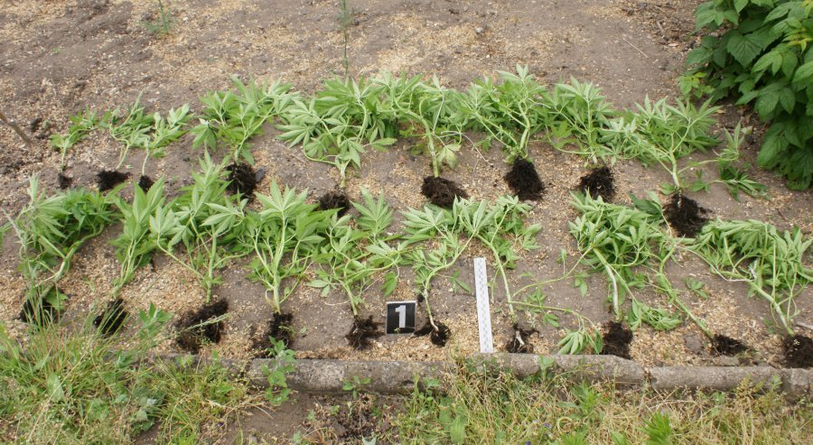 Krzaki konopi, amfetamina, marihuana - suwalczaninowi grozi 10 lat więzienia