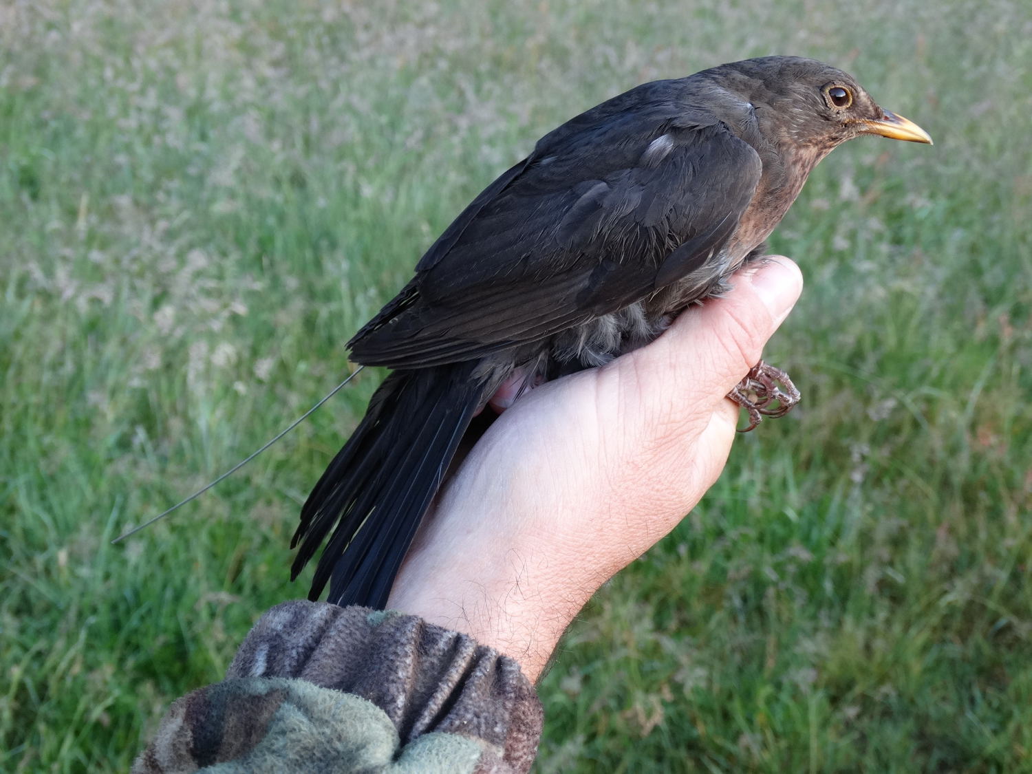 Naukowcy z Polski i Niemiec badają migracje kosów - m.in. nad Biebrzą