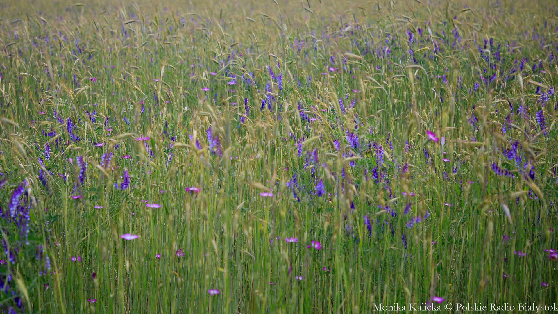 Sytuacja na polach znacznie lepsza niż przed miesiącem - zagrożenie suszą w Podlaskiem oddalone