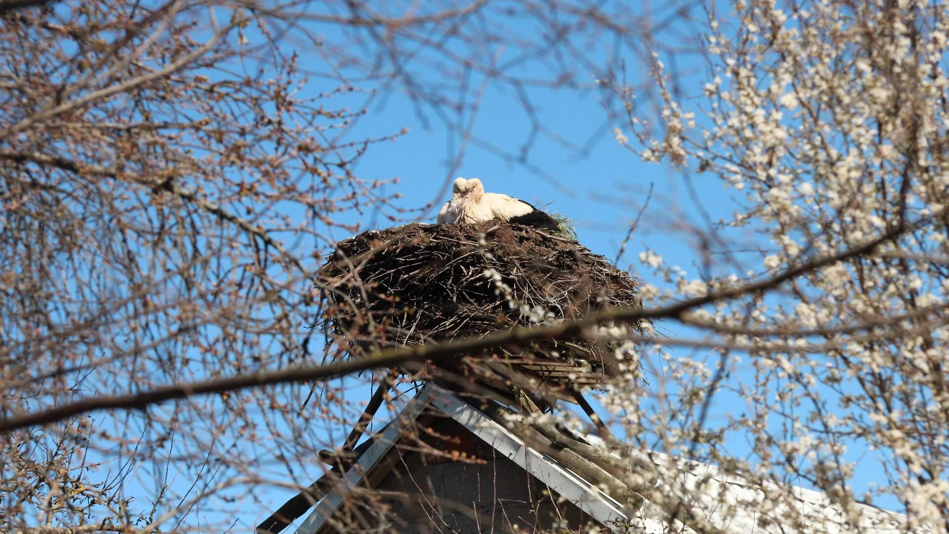 UwB będzie popularyzować kalkulator masy gniazda bocianów białych