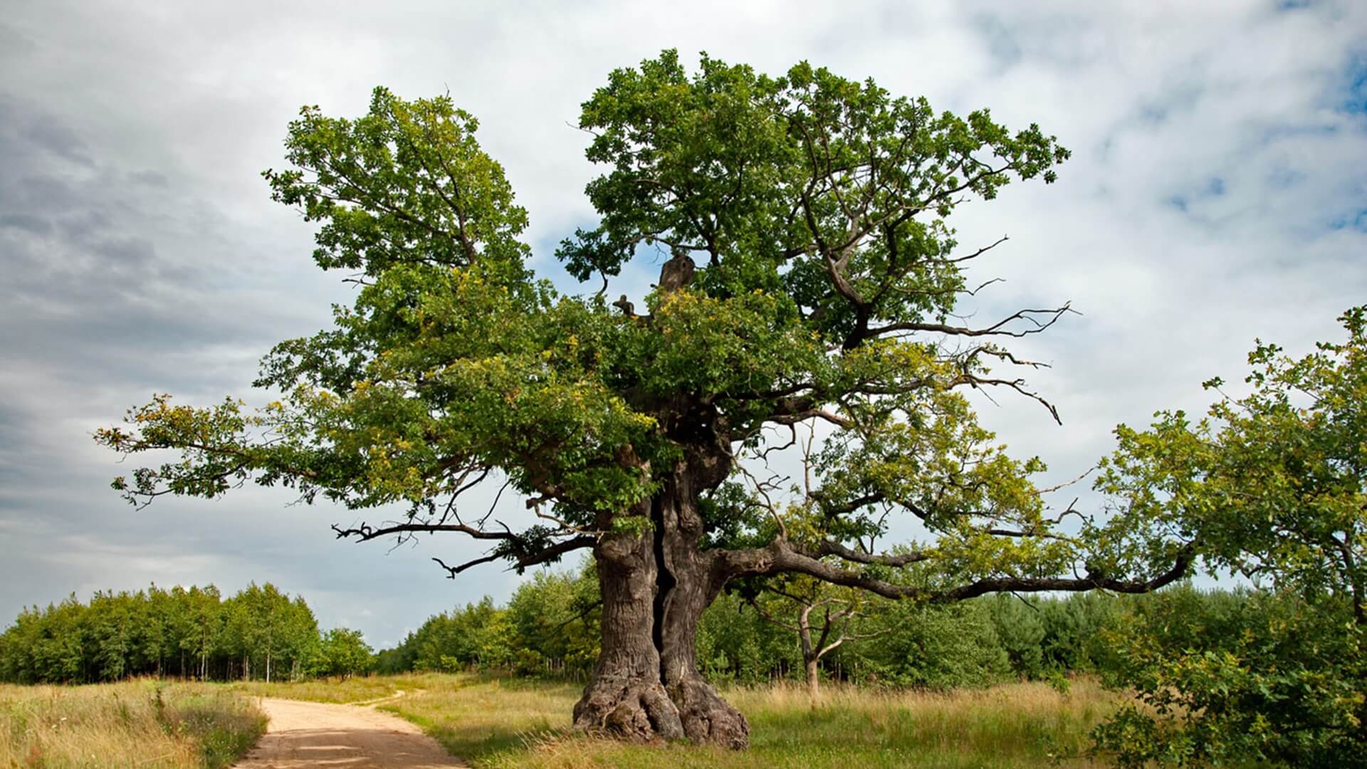 400-letni Dąb Dunin został najpiękniejszym drzewem roku