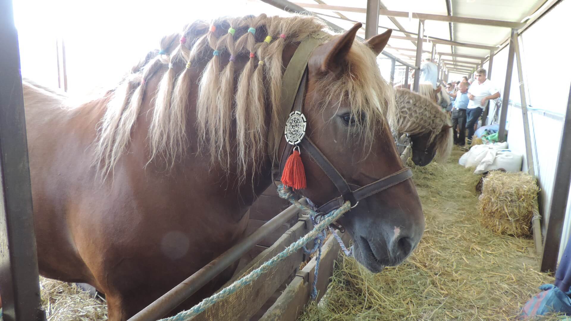 Regionalna Wystawa Zwierząt Hodowlanych w Szepietowie