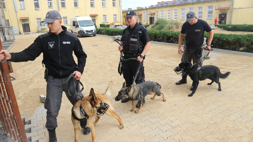 Są postrachem przemytników i dilerów – szkolenie psów policyjnych w Białymstoku